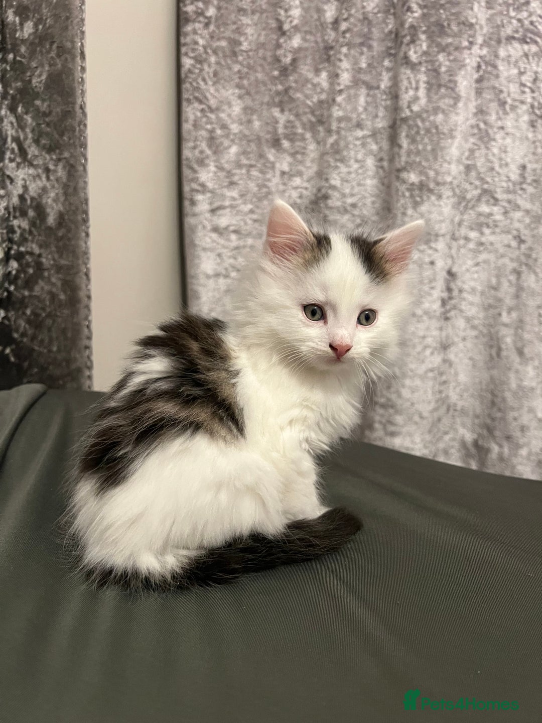 British Longhair cats for sale: Gorgeous fluffy kittens looking for forever home - Image 22