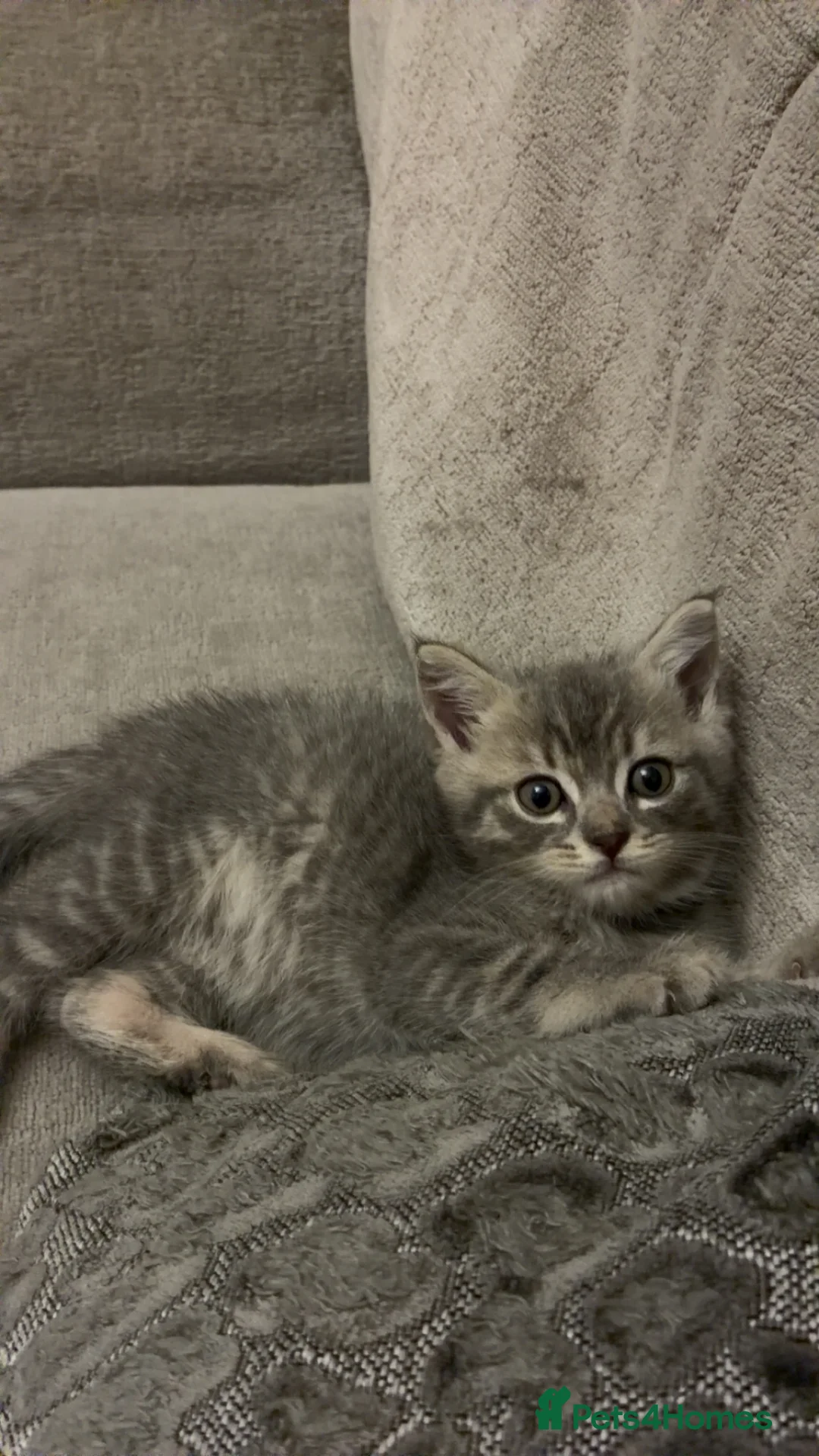 Mixed Breed cats for sale: Kittens for sale - Advert 6