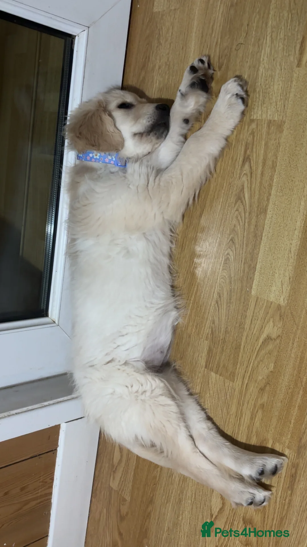 Golden Retriever dogs for sale: Golden retriever female 3 months old  - Advert 2