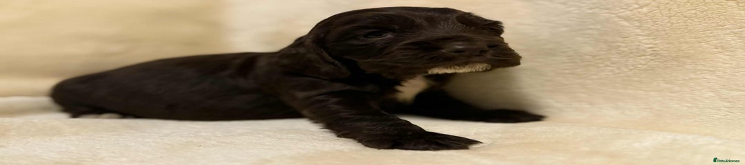 Cocker Spaniel Puppy 1
