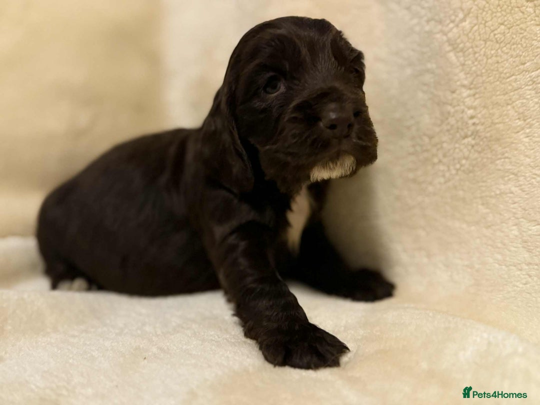 Cocker Spaniel dogs for sale: Adorable Show Cockers - Image 10