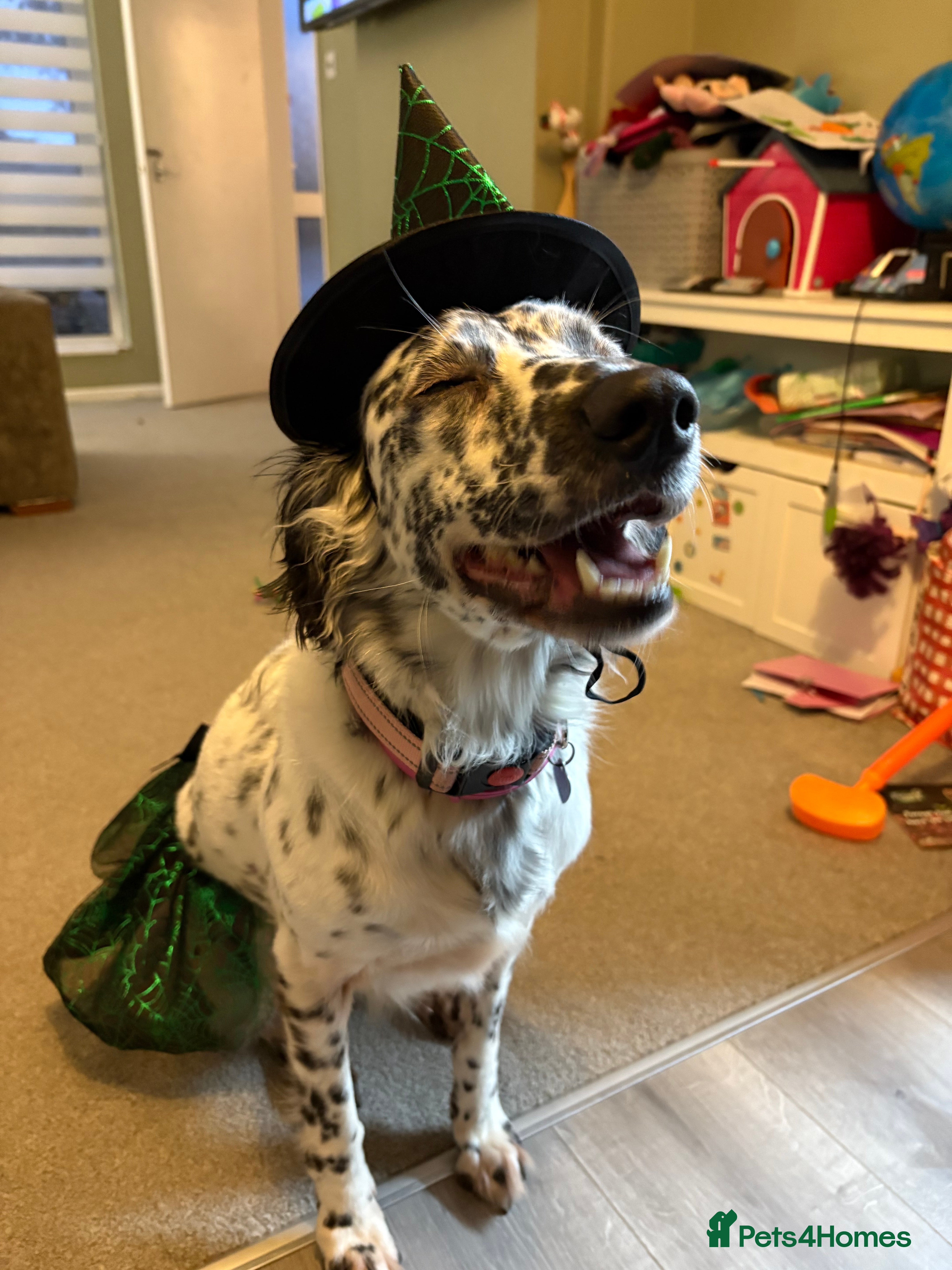 Mixed Breed dogs Free - 5 yr springer spaniel x Dalmatian.  - Advert 1