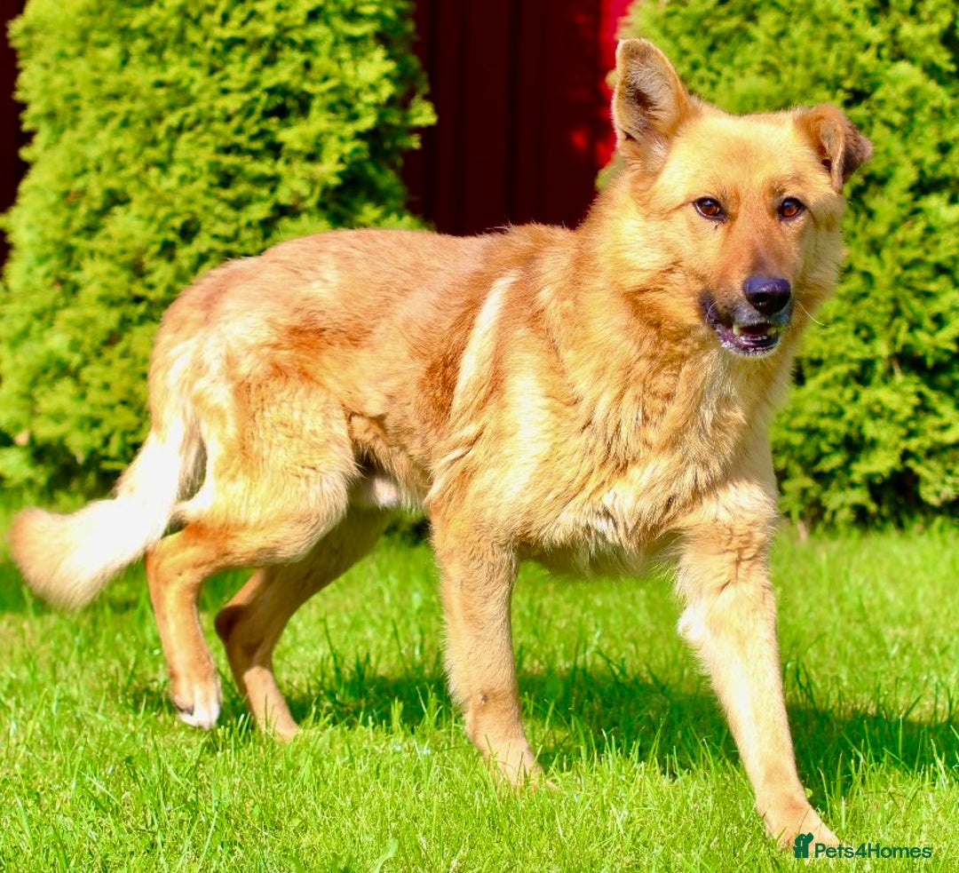 German Shepherd dogs for adoption: Ridgey – The Dog They Left Behind - Image 9