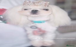 Maltese dogs for stud: 🩵Full Korean Maltese Boy For Stud Duties🩵 - Image 3