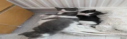Mixed Breed cats for sale: Kittens - Advert 6