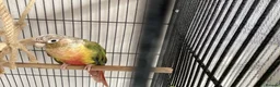 Conures birds for sale: Two conyers for sale  in Kettering - Advert 1