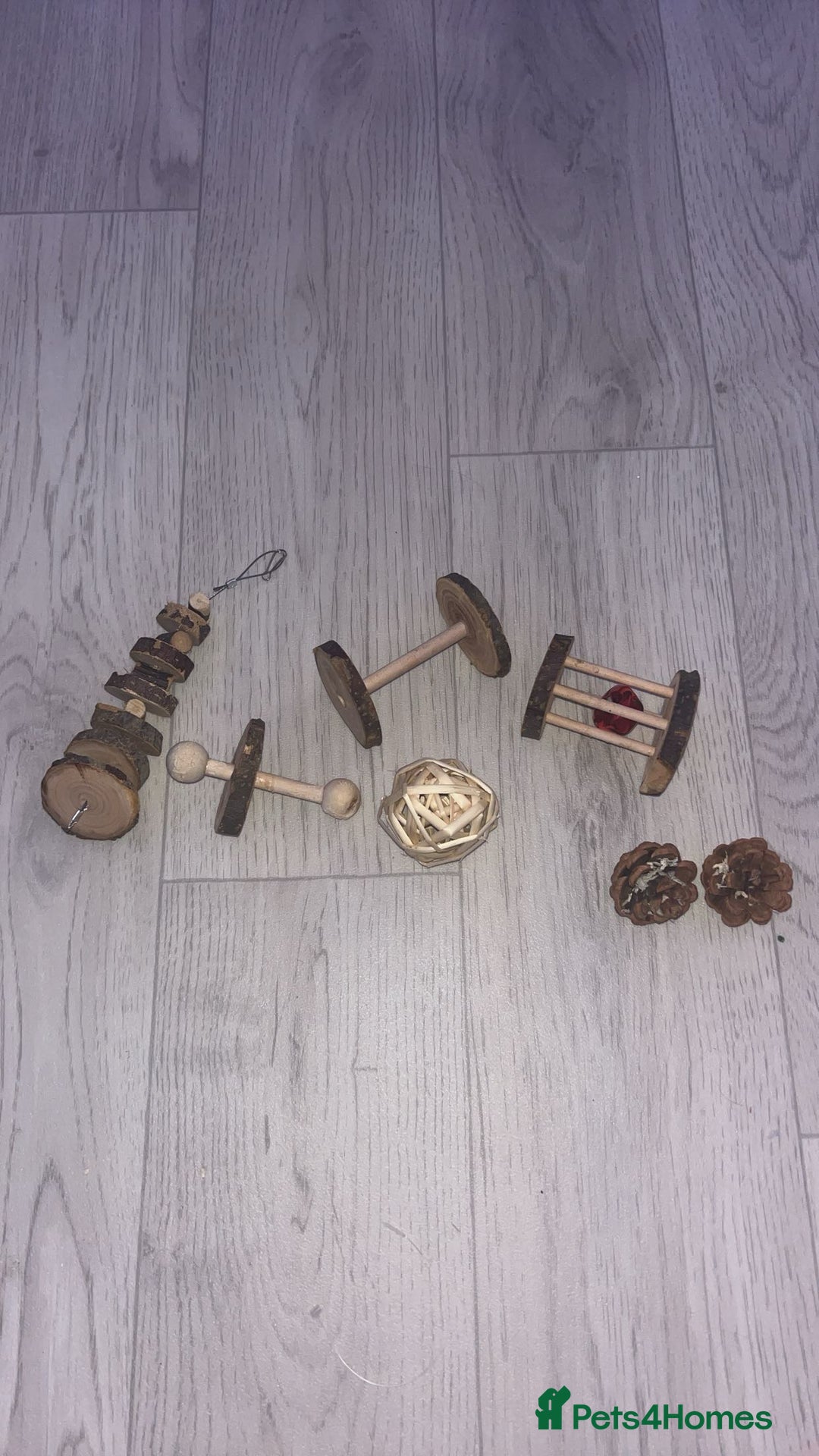 Hamster rodents for sale: hamster and everything included - Image 13