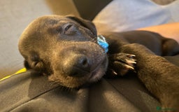 Whippet dogs for sale: 6 stunning whippet puppies  - Image 5