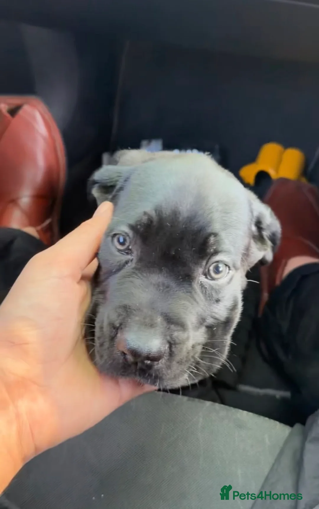 Cane Corso dogs for sale: Cane Corso Puppy in Romford - Advert 1