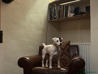 Mixed Breed dogs Beautiful Jack Russel X Lakeland Terriers - Advert 3