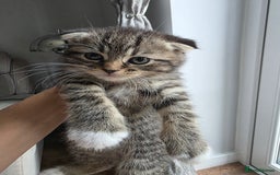Scottish Fold cats for sale: Gorgeous and playing Scottish Fold cross kittens  - Image 7