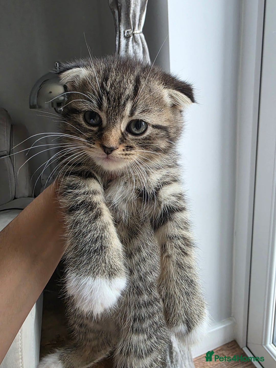 Scottish Fold cats for sale: Gorgeous and playing Scottish Fold cross kittens  - Image 7