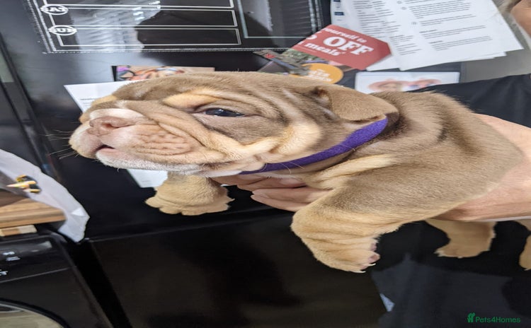 English Bulldog dogs - Advert 4