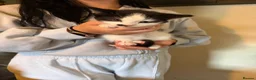 Mixed Breed cats for sale: A litter of beautiful kittens. - Advert 11