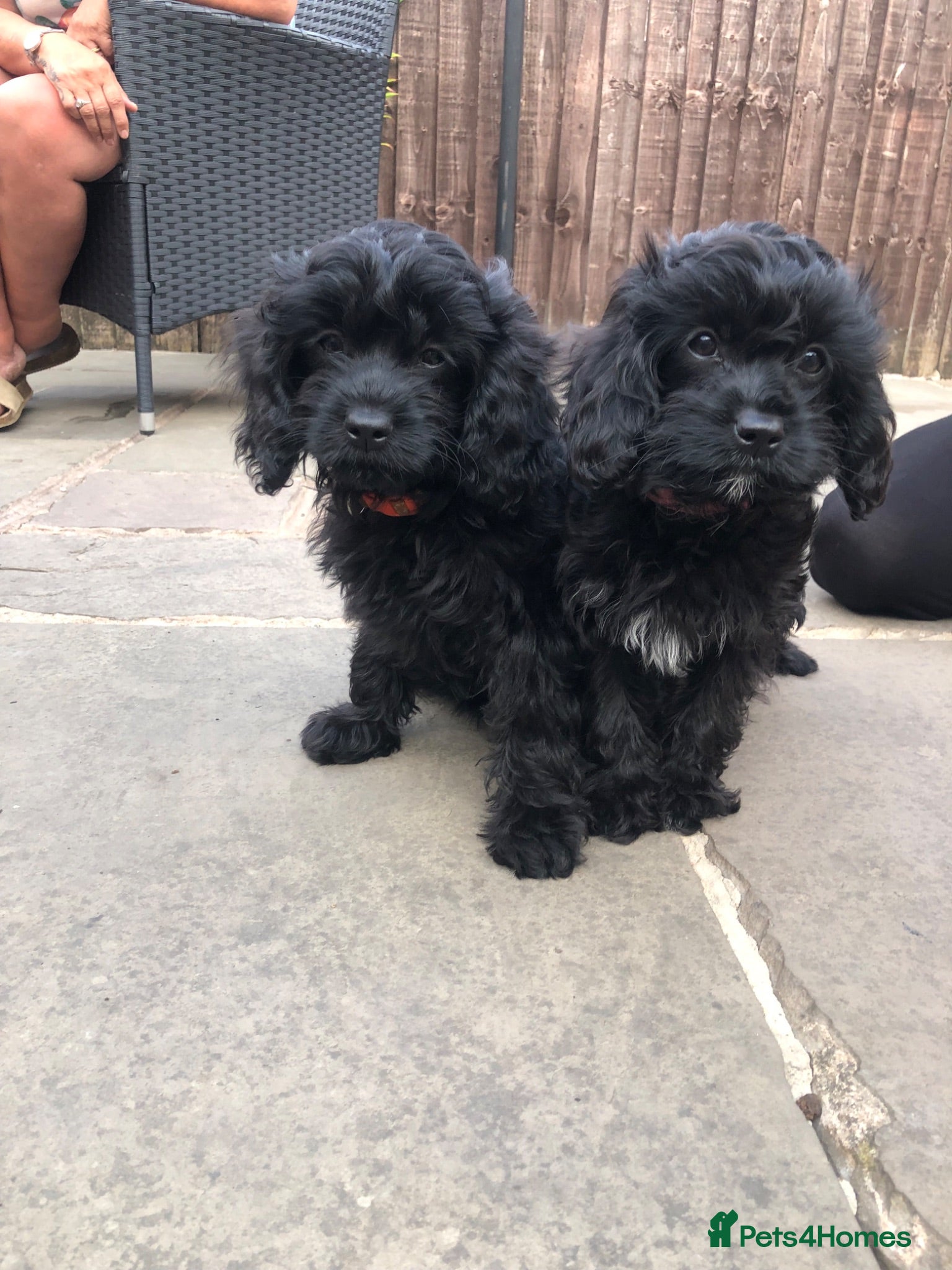 Cavapoo dogs REDUCED!ready to go 2 GIRLS LEFT! black cavapoos - Advert 10
