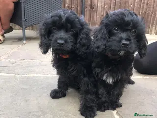 Cavapoo dogs REDUCED!ready to go 2 GIRLS LEFT! black cavapoos - Advert 10