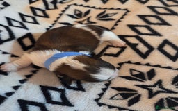 Shih Tzu dogs for sale: 5 stunning kc registered shih tzu pups - Image 3