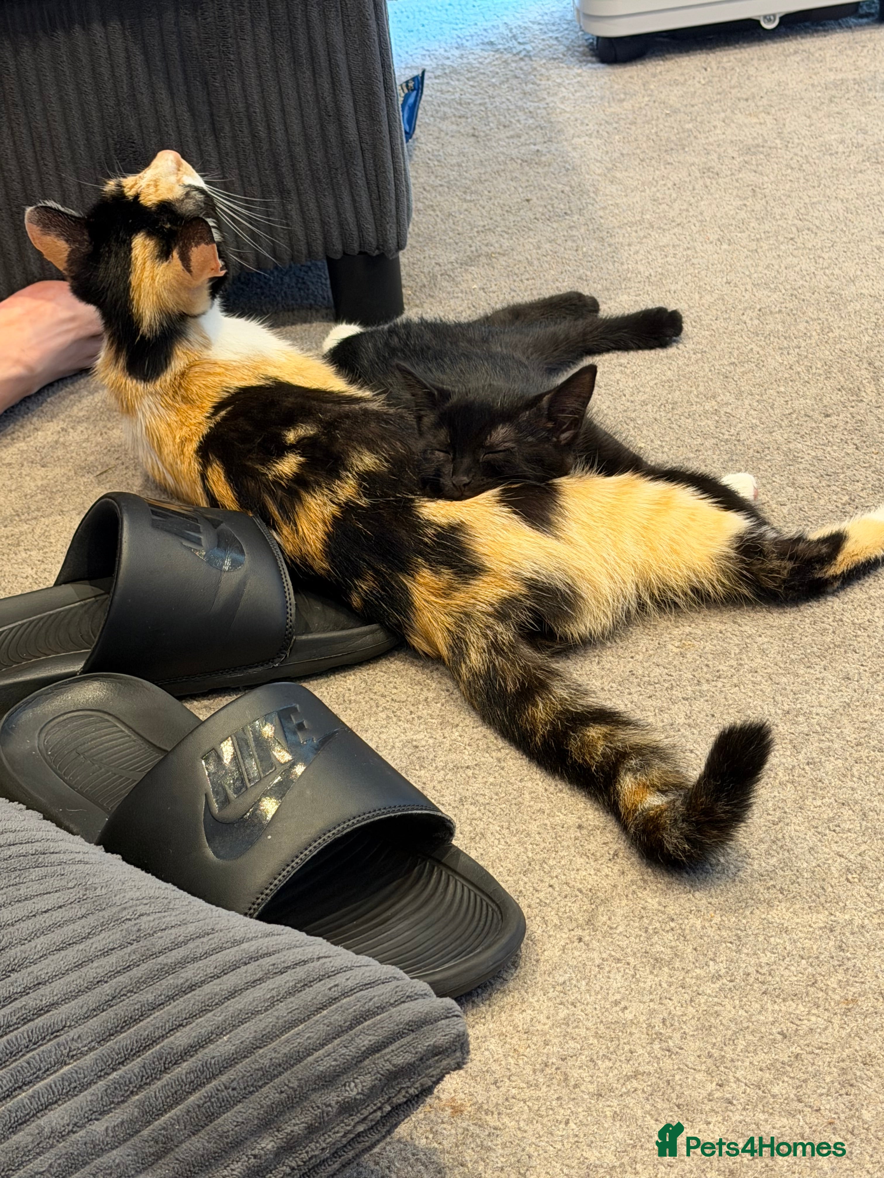 Domestic Shorthair cats All black girl kitten (Ozzy) - Advert 8