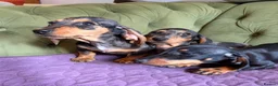 Miniature Dachshund dogs for sale: Mini sausage dogs. Family bred/health checked  - Advert 22