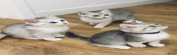 British Shorthair cats for sale: British shorthair kittens - Advert 9