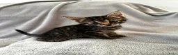 Mixed Breed cats for sale: 4 Adorable Little Kittens for sale in Watford - Advert 8