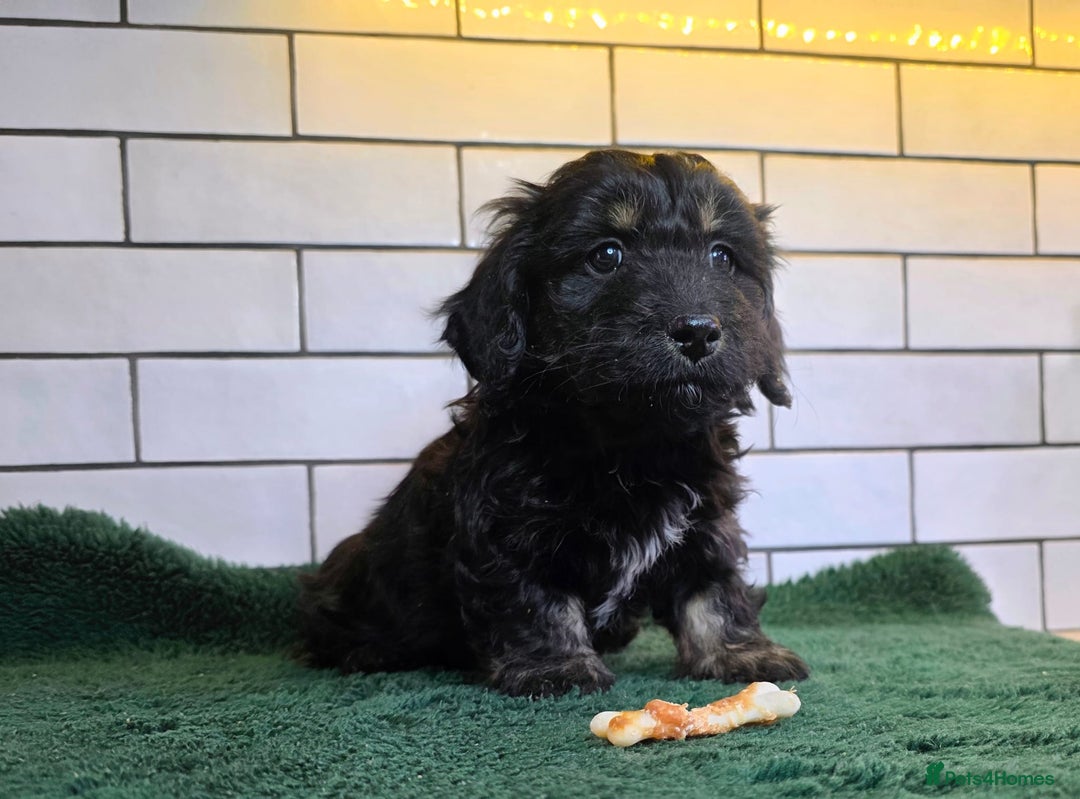 Mixed Breed dogs for sale: Miniature Dachshund x Bichon Havanese Puppies - Advert 14