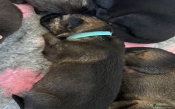 German Shepherd dogs for sale: KC Registered Working Line German Shepherd Puppies - Image 18