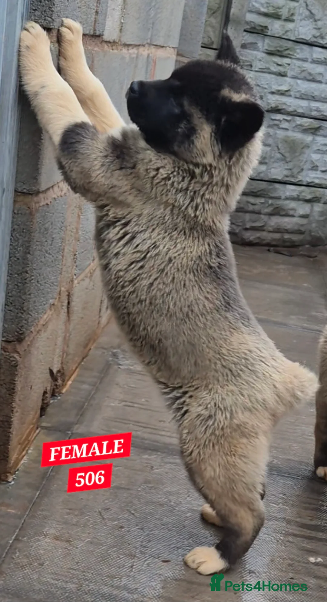 Akita dogs for sale: AMERICAN AKITA FEMALES BLACK MASK BEARS - Advert 9