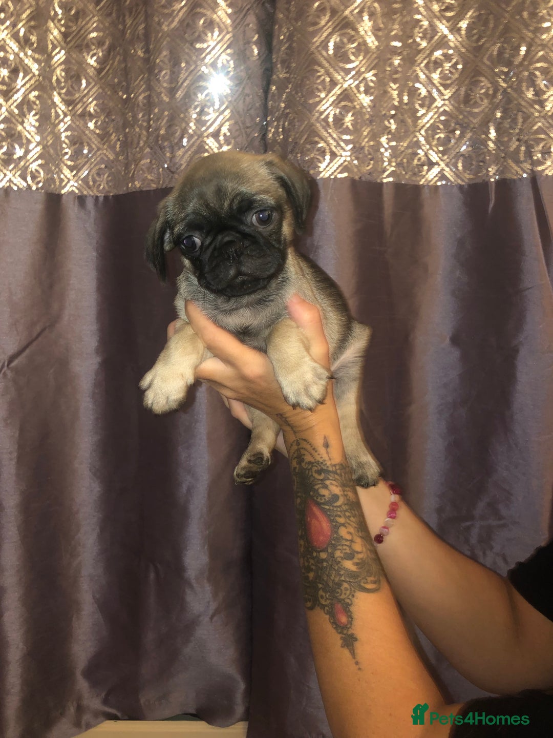 Pug dogs for sale: Pug puppies - Image 8