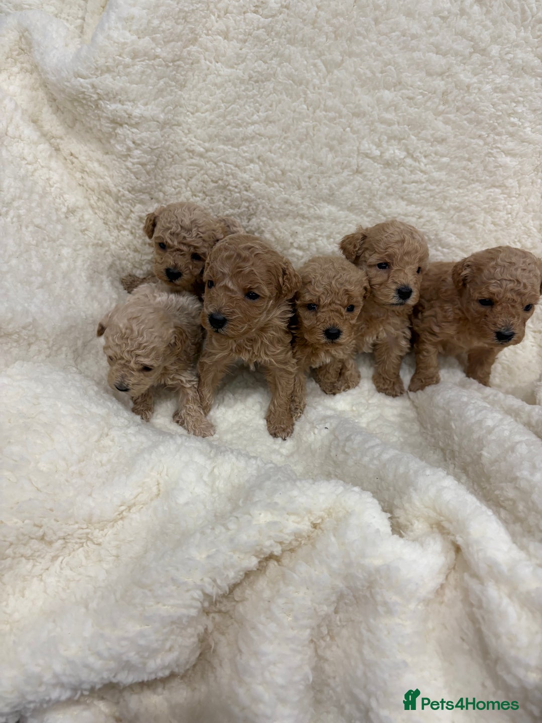 Yorkiepoo dogs for sale: F2b yorkipoo puppies - Advert 2