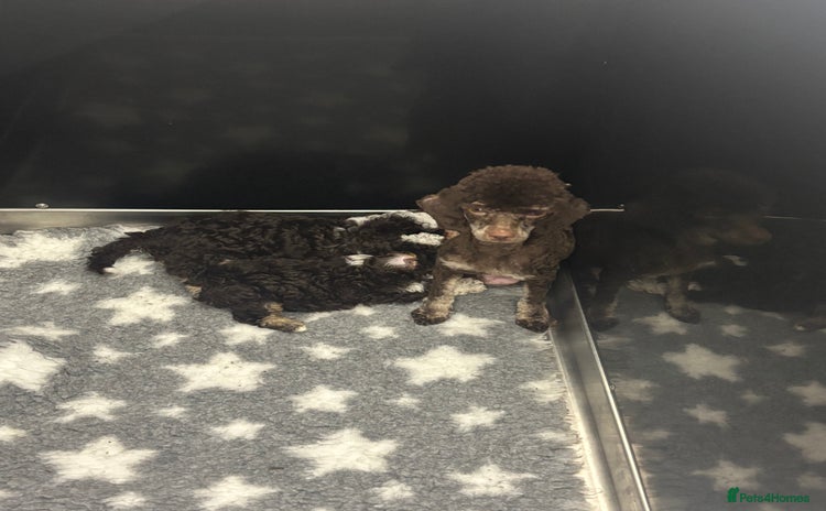 Toy Poodle dogs - Advert 15