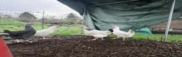 Chickens poultry for sale: Guaranteed female point of lay hybrids  - Advert 3