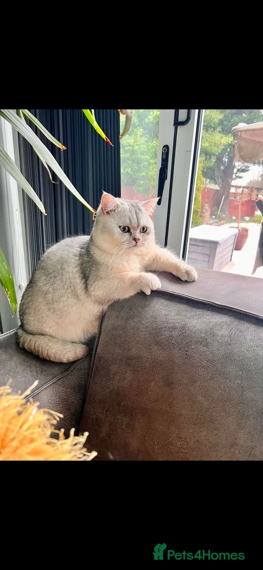 British Shorthair cats for stud: Gorgeous British Short Hair/Persian for Stud in Birmingham - Advert 2