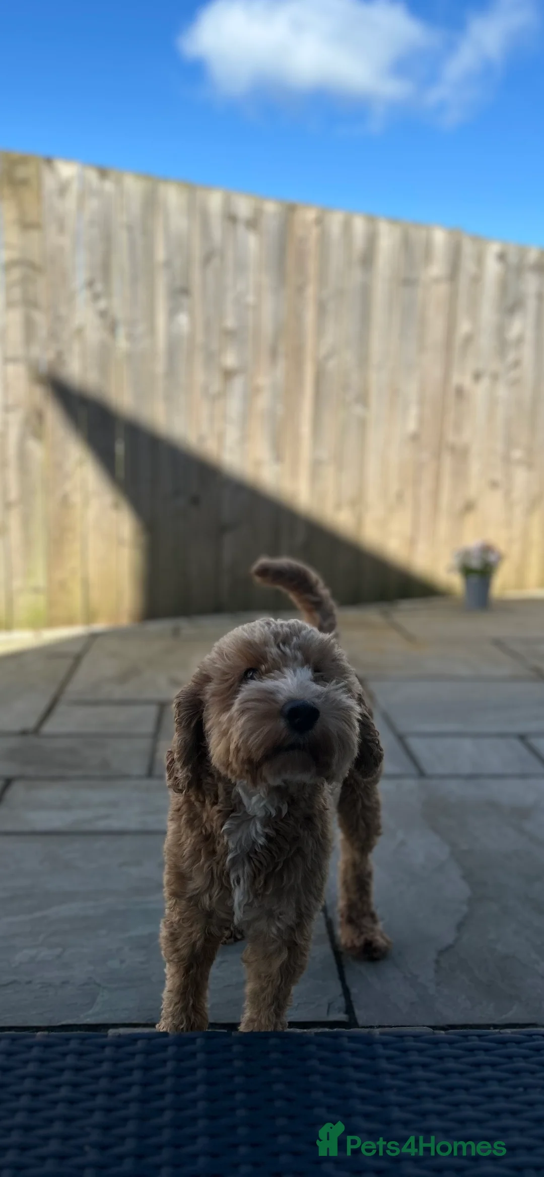 Cockapoo dogs for stud: STUD - F1 Red and white Cockapoo - Health Clear in York - Advert 3