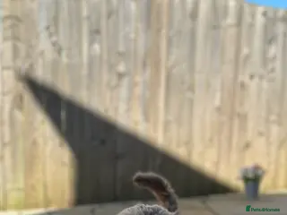 Cockapoo dogs STUD - F1 Red and white Cockapoo - Health Clear in York - Advert 8