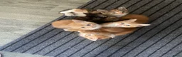 Mixed Breed cats for sale: 6 Adorable Kittens Looking for Their Forever Homes - Advert 5