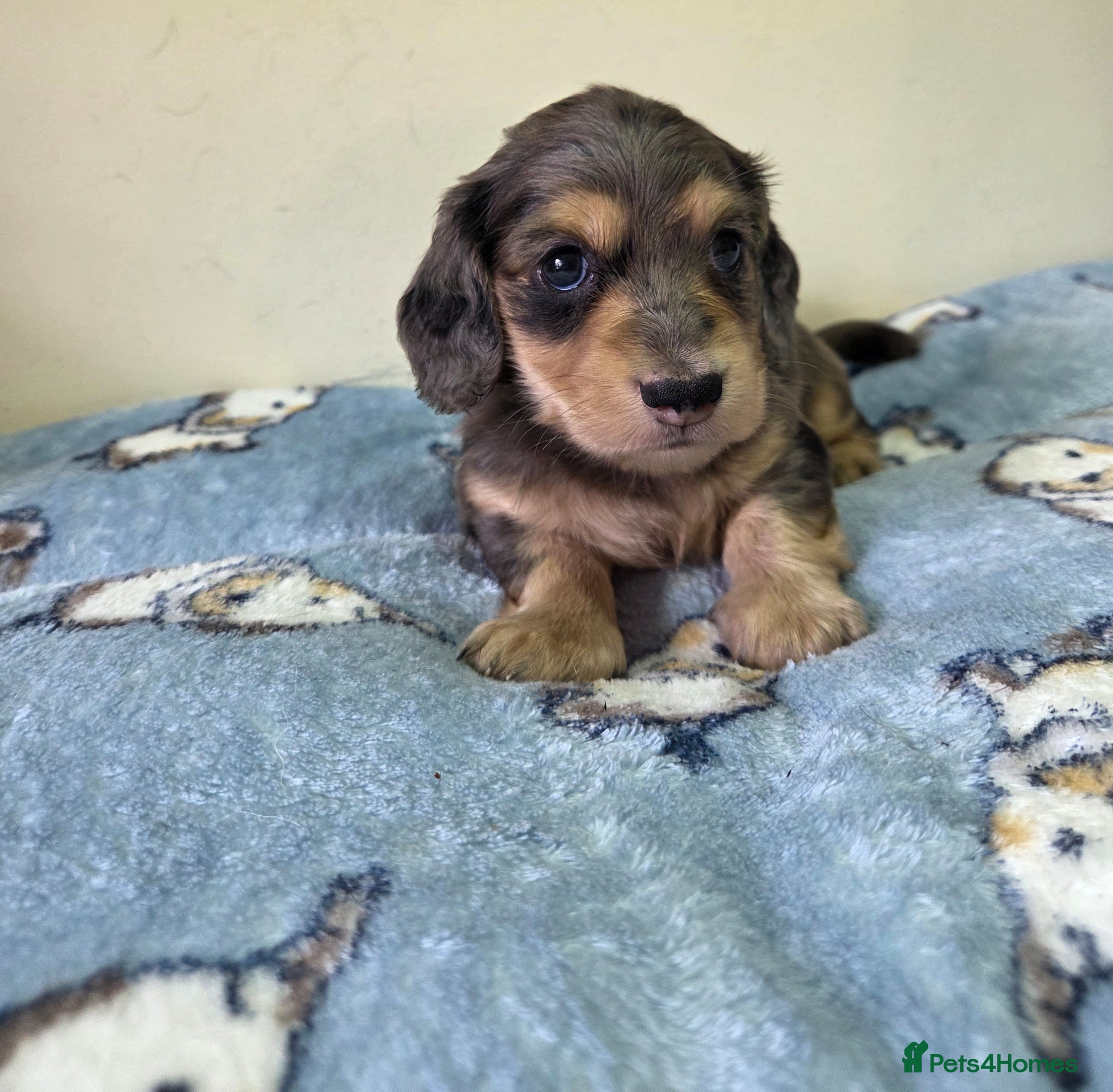 Miniature Dachshund dogs Kc Miniature Dachshund - Advert 2