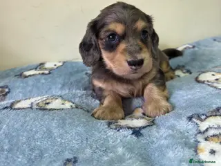Miniature Dachshund dogs Kc Miniature Dachshund - Advert 6