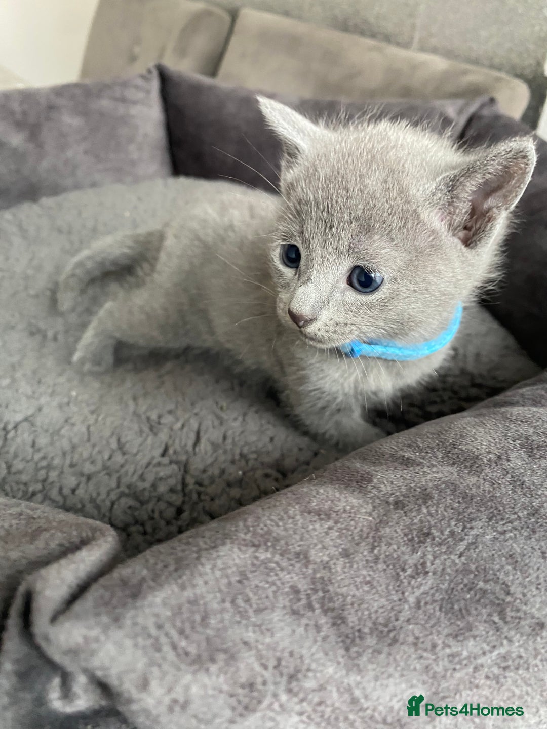 Russian Blue cats for sale: Russian blue kittens  - Advert 19