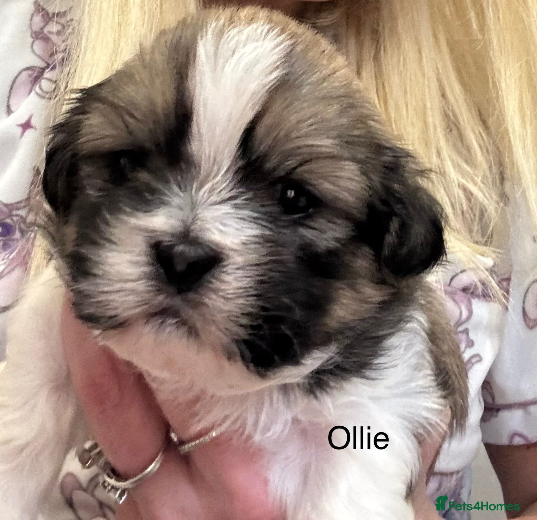 Shih Tzu dogs Shih Tzu pups - Advert 4
