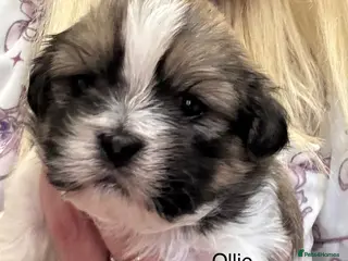 Shih Tzu dogs Shih Tzu pups - Advert 5