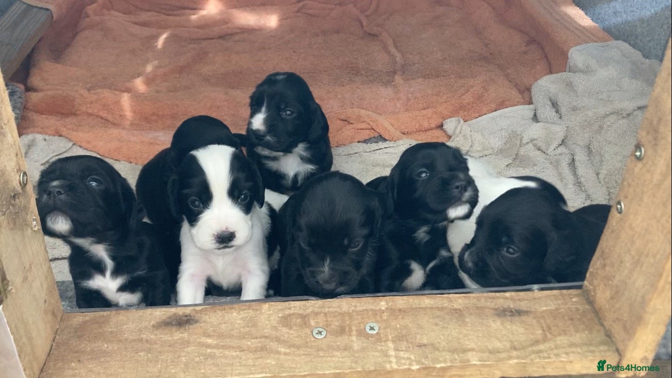 Sprocker dogs 8 beautiful healthy friendly little Sprocker pups - Advert 2