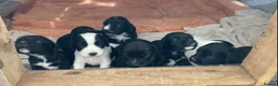 Sprocker dogs for sale: 8 beautiful healthy friendly little Sprocker pups - Advert 3