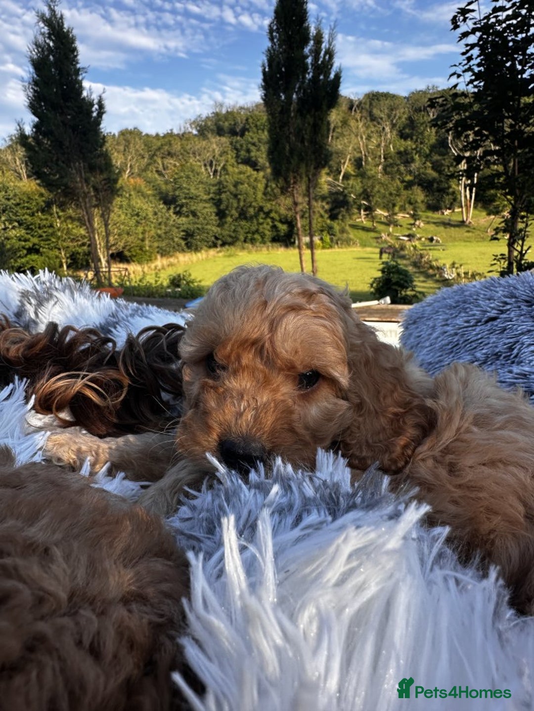 Cockapoo dogs for sale: Lovely Cockapoo puppies Available  - Image 4