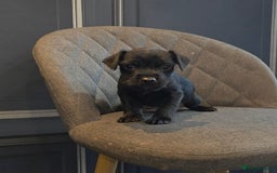 Patterdale Terrier dogs for sale: Patterdale Working Pups Ready To Go - Image 6