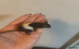 Mouse rodents for sale: Fancy mice 3 boys available  - Image 9