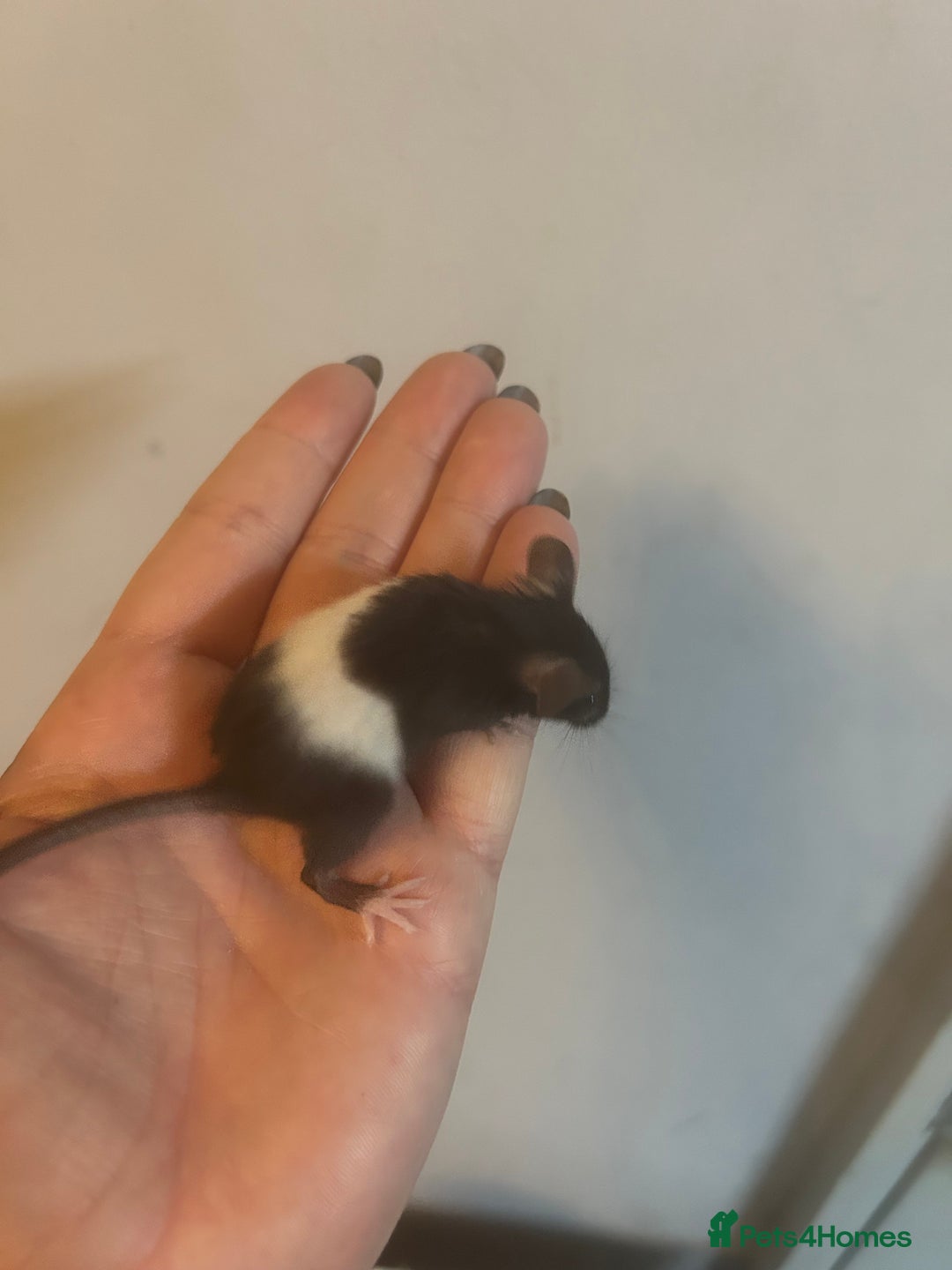 Mouse rodents for sale: Fancy mice 3 boys available  - Image 9