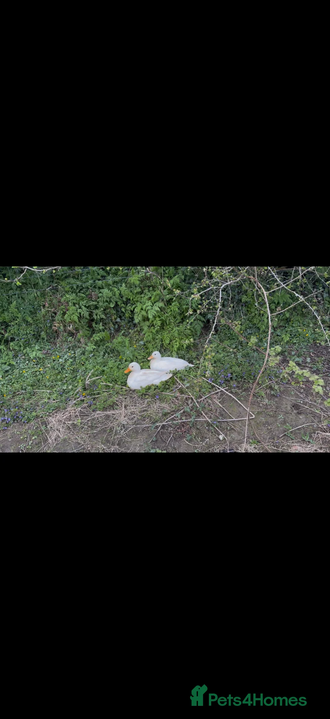 Ducks poultry for sale: Call ducks white  in Welshpool - Advert 2
