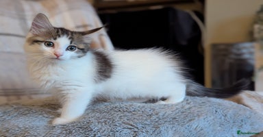 Maine Coon cats - Advert 16