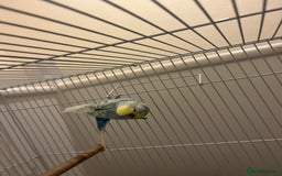 Budgerigars birds for sale: budgerigars - Image 4